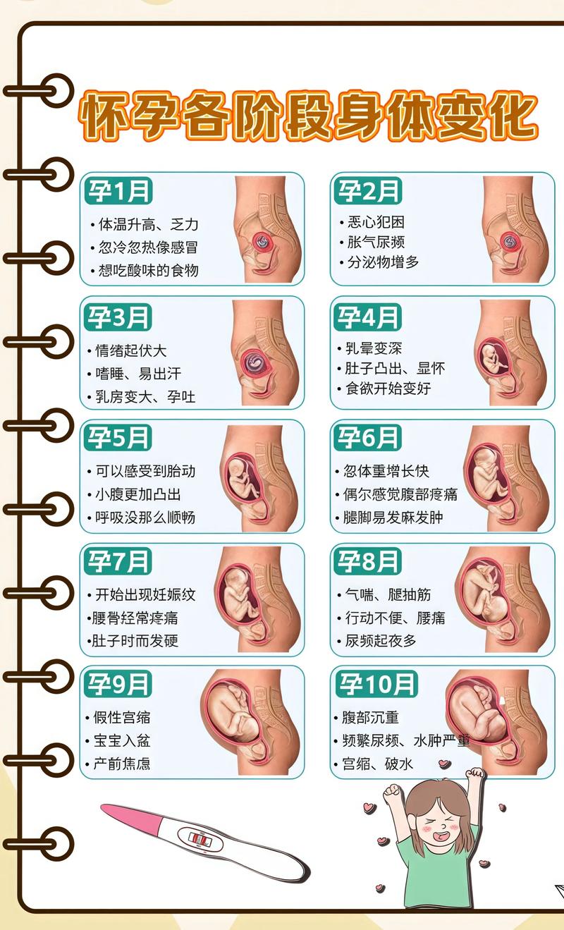 揭秘供卵代孕妈妈怀孕小腹分两节，孕期变化的奥秘永州代生机构: